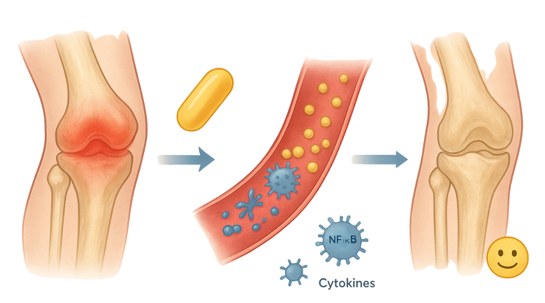 Illustration of a knee joint with inflammation, a pill, and immune system components on a white background.